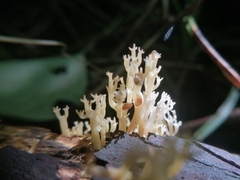 Artomyces pyxidatus
