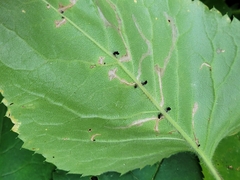 Scrobipalpula manierreorum