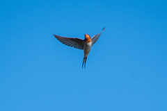 Hirundo neoxena