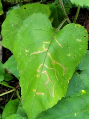 Scrobipalpula manierreorum