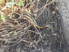 Thamnophis elegans elegans