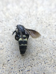 Dielis plumipes
