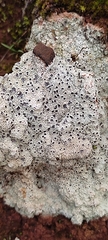 Lecanoromycetes