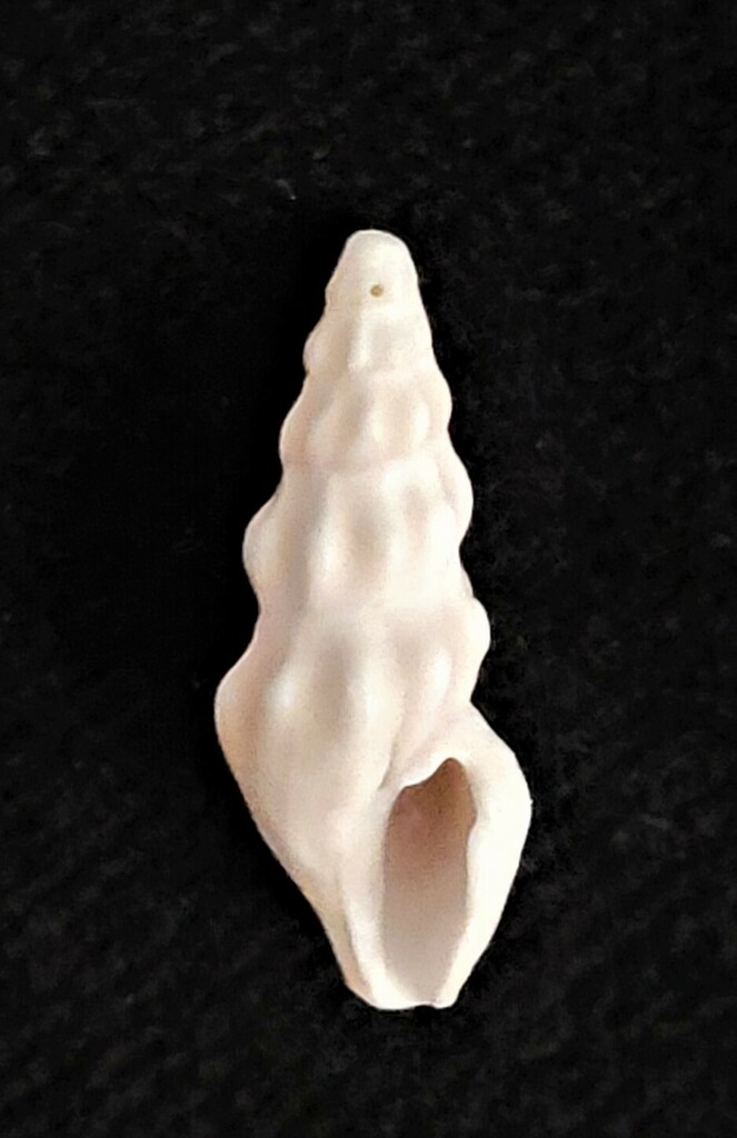 Cerodrillia