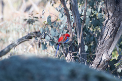 Platycercus elegans elegans