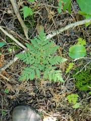 Botrypus virginianus