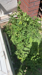 Solanum lycopersicum