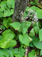 Scrobipalpula manierreorum