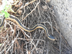 Thamnophis elegans elegans