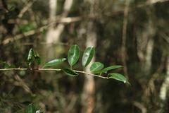 Maclura cochinchinensis