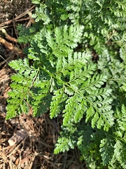 Davallia mariesii