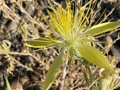 Mentzelia laevicaulis
