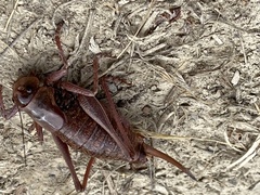 Anabrus simplex