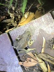 Bufo bankorensis
