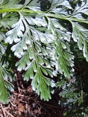 Davallia mariesii