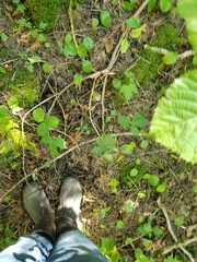 Botrypus virginianus