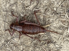 Anabrus simplex