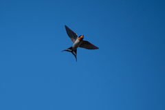 Hirundo neoxena