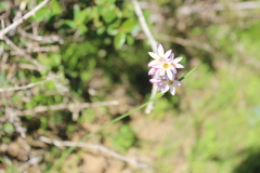 Olsynium scirpoideum