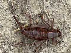 Anabrus simplex