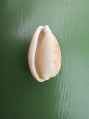 Notocypraea dissecta