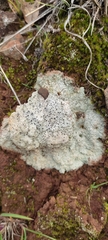 Lecanoromycetes