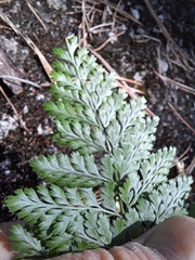 Davallia mariesii