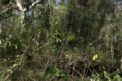 Maclura cochinchinensis