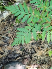 Botrypus virginianus