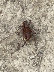 Anabrus simplex
