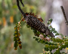 Banksia grandis