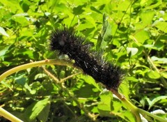 Hypercompe scribonia