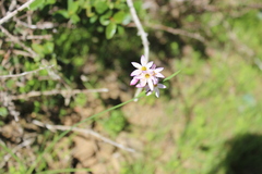 Olsynium scirpoideum