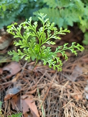 Davallia mariesii