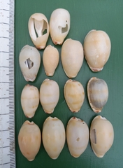 Notocypraea dissecta