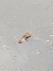 Caiman crocodilus