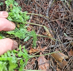 Davallia mariesii