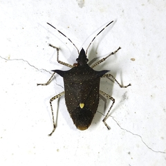 Proxys albopunctulatus