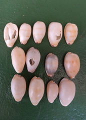 Notocypraea dissecta