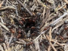 Formica obscuripes