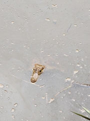 Caiman crocodilus