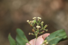 Eucalyptus siderophloia