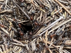 Formica obscuripes