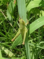 Dichromorpha viridis
