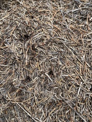Formica obscuripes