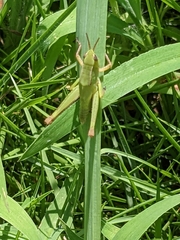 Dichromorpha viridis