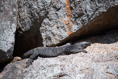 Varanus varius