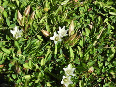 Gentiana newberryi