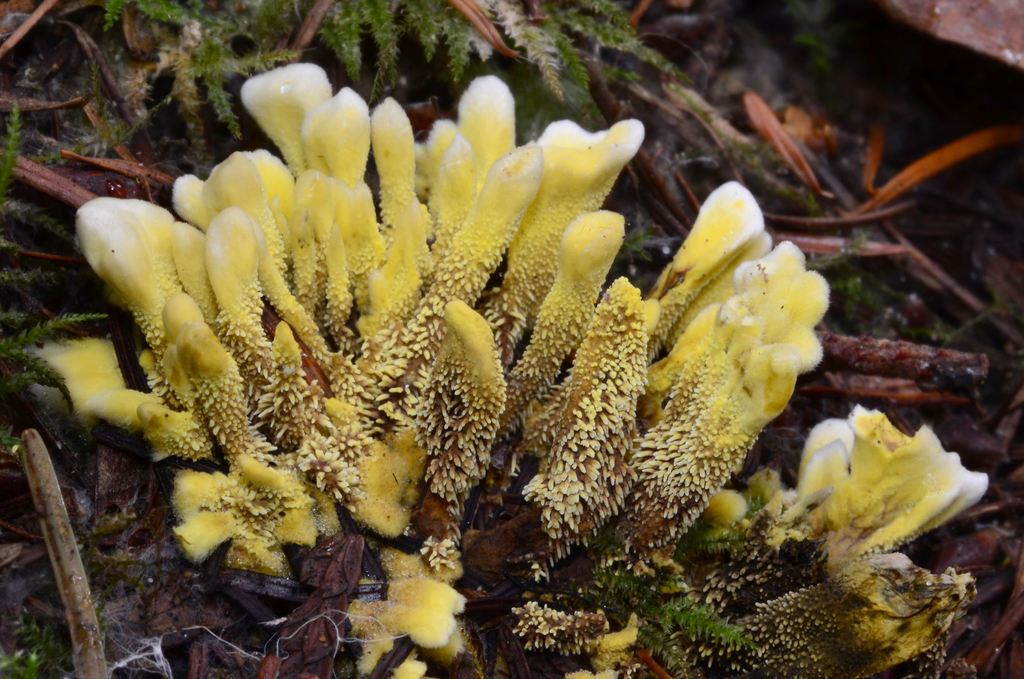 Hydnellum geogenium