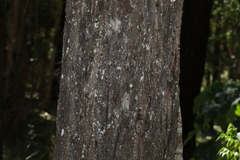 Eucalyptus siderophloia